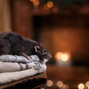 Preparing Your Home for Winter Pests in Coastal Areas