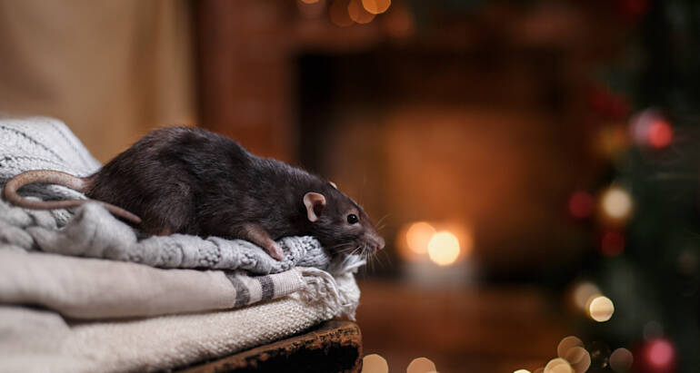 Preparing Your Home for Winter Pests in Coastal Areas