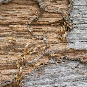 Termite Control: Why You Shouldn’t Neglect Winter Protection