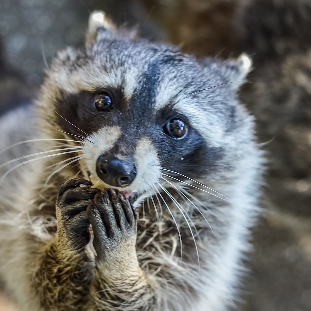 Raccoon Control in Mt. Pleasant SC and Charleston SC