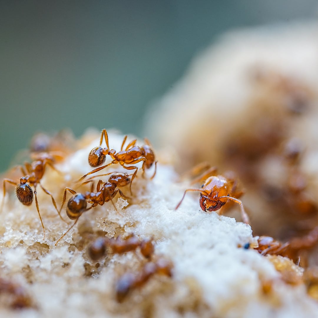 Ants in Mt. Pleasant SC and Charleston SC. Ant Control