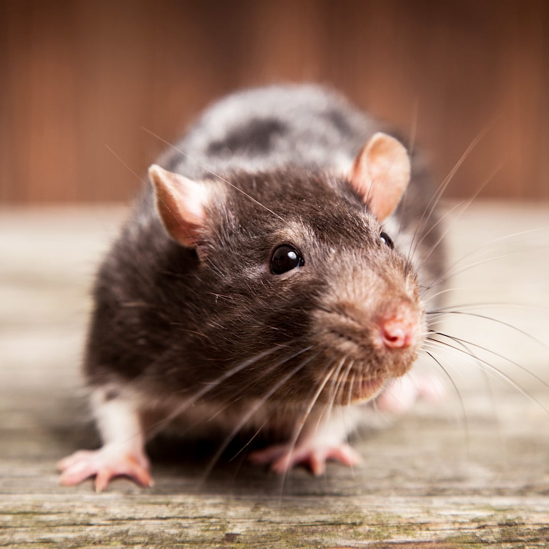 Mice and Rat Control in Mt. Pleasant SC and Charleston SC