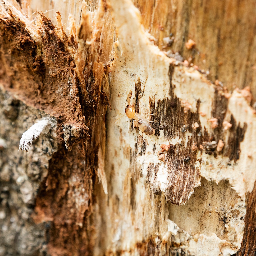 Termites Nest & Control in Charleston, SC