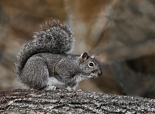 Eastern Gray Squirrel (Sciurus carolinensis)