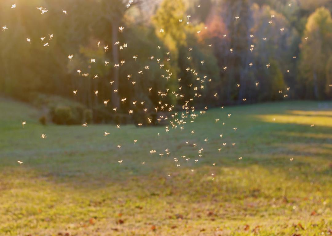 Mosquito Season in Mt. Pleasant