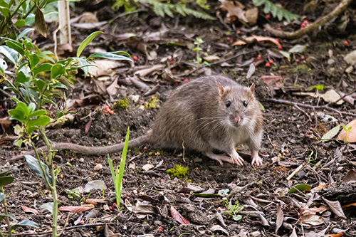 norway rat