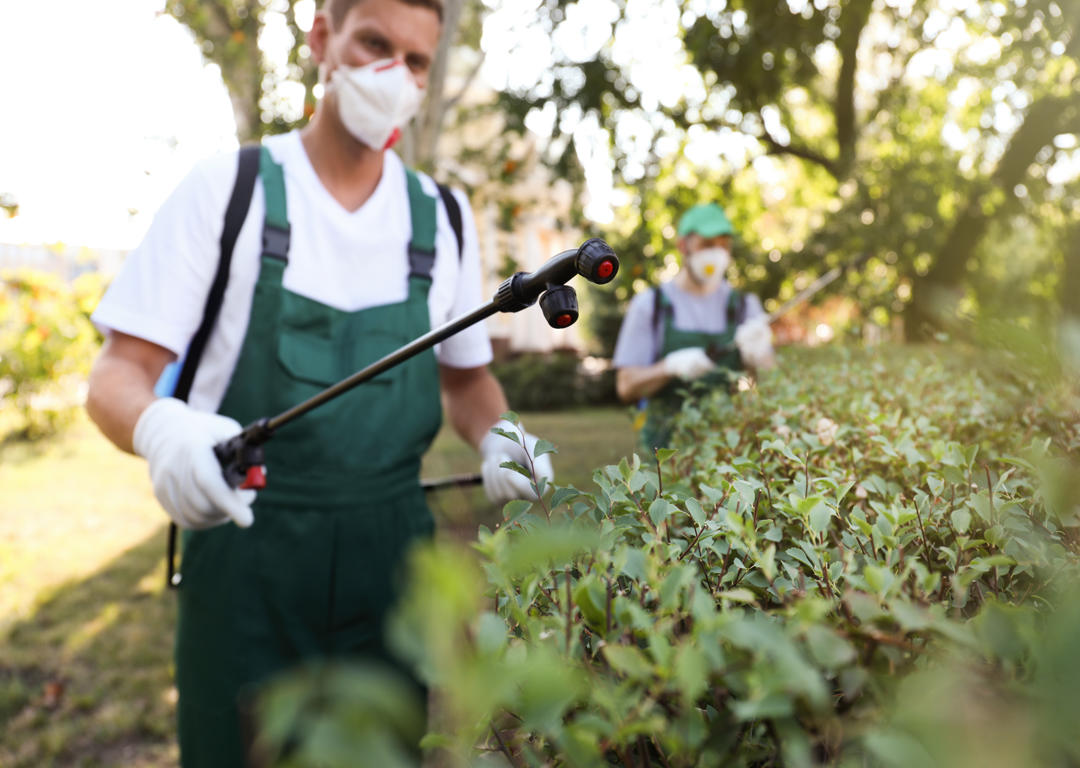 How Businesses Can Stay Pest-Free During the Busy Summer Months