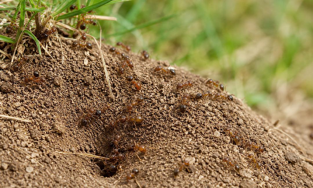 fire ant control mt pleasant sc