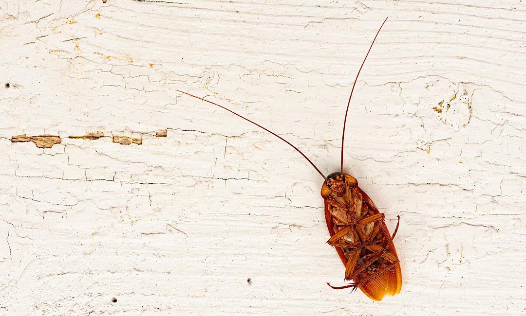 palmetto bug exterminator mt pleasant sc